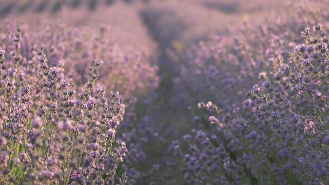 Lavender field summer, blooming purple flowers growing in agricultural rows under warm sunset light in a peaceful rural countryside landscape