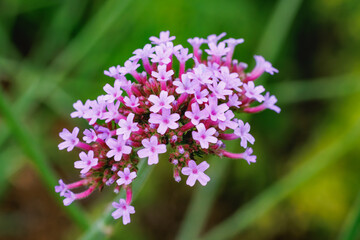 Obraz premium Close-up of the pink flowers of purpletop vervai, which blooms with a profusion of blossoms.