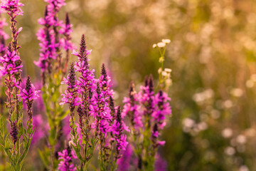 Obraz premium Vibrant magenta wildflower spikes in sharp focus with warm golden bokeh background, macro nature photography.
