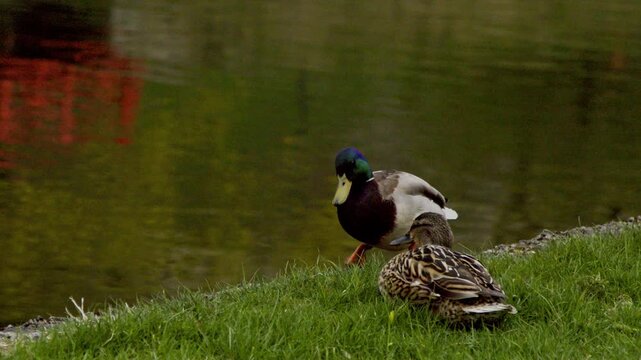 4K slow motion of wild mallard ducks (Anas platyrhynchos) resting and preening on the grassy shoreline of Snelli Park pond in Tallinn, Estonia. The drake walks around while the female relaxes nearby.