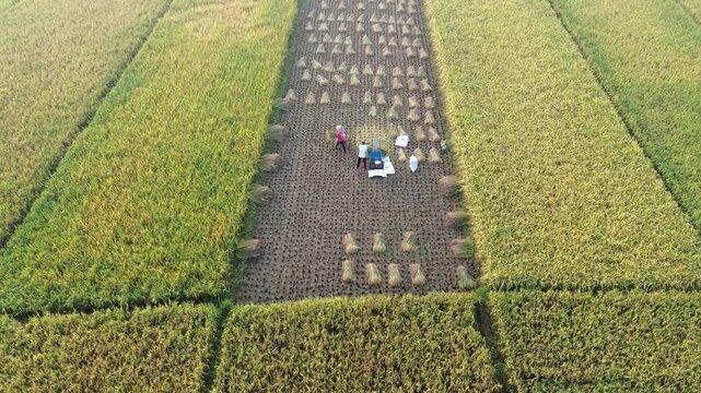 Aerial view of farmers harvesting ripe rice in neat, organized rows across a lush paddy field