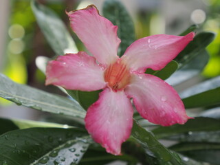 Fototapeta premium A front-view photograph of a pink flower after the rain.