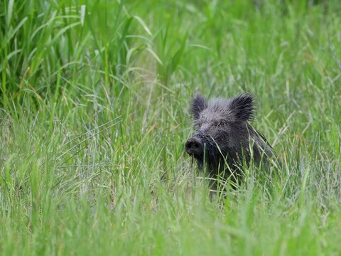 boar in drass