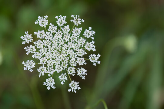 white wildflower. the beauty of the flower made up of tiny little blossoms