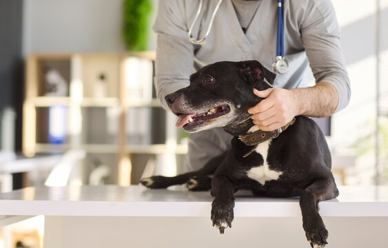 Veterinarian doctor man checks dog in clinic. Gentle animal care in routine checkup builds trust. Bright pet healthcare setting with stethoscope for exam. Clear concept of veterinary compassion.