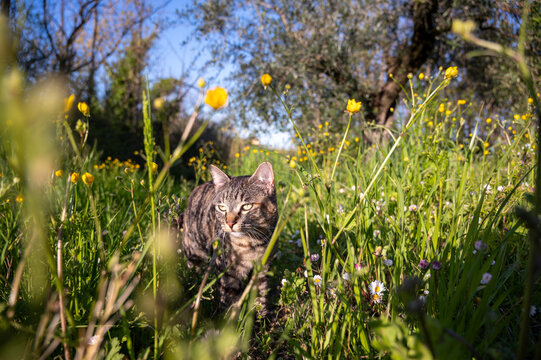tabby cat in the middle of a meadow covered with yellow flowers. wide angle