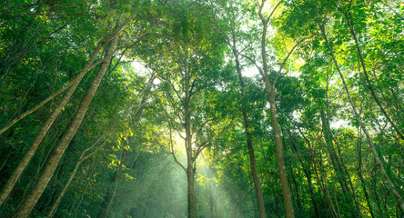 Fototapeta premium Green trees in forest capture CO2. Natural carbon sink fight climate change. Sustainability in carbon-neutral ecosystems. Green and sustainable environment. Natural carbon capture. Carbon credit.