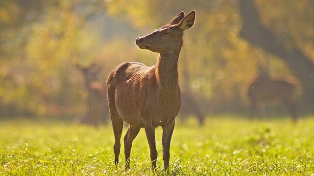 Red Deer Group Foraging in Meadow at Sunrise, Summer Wildlife 4K