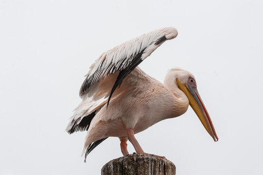 Telephoto shot of a great white pelican -Pelecanus onocrotalus-near Walvis Bay, Namibia