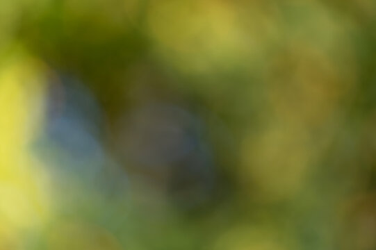 out-of-focus background with shades from green to yellow and a hint of blue
