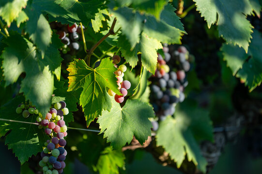 bunches of unripe grapes sprouting from the leaves in a vineyard