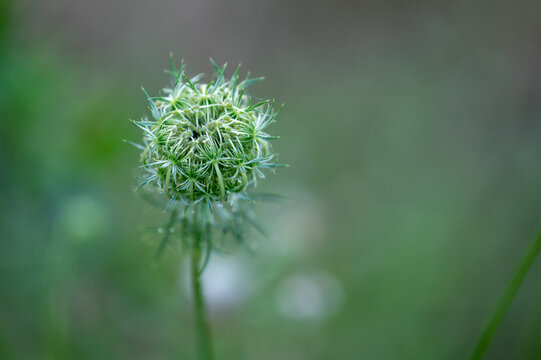 wildflower still closed in beautiful creamy green as background