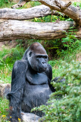 Naklejka premium Close-up of a Silverback Gorilla -Gorilla gorilla.