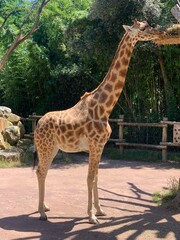 giraffe in the zoo © Lyndsey