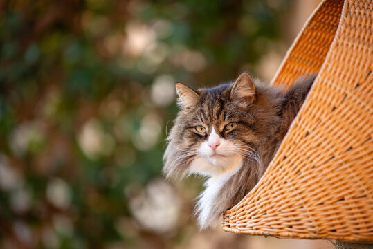 Long-haired domestic cat with a pink nose is calmly sitting on its perch