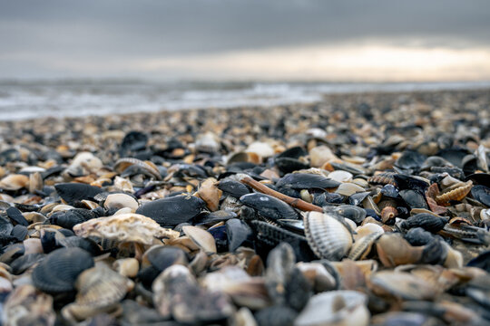 beach covered with a large quantity of shells washed ashore after a storm.