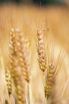 Ears of wheat of a beautiful, bright gold color. Very clear details. macro photography
