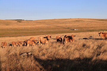 Vaches de race Aubrac dans les paturages dorés du soleil couchant. Aubrac - Lozère © jeanmi
