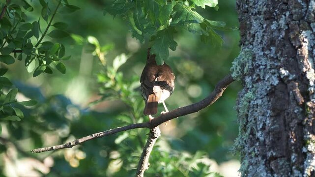 Song thrush (Turdus philomelos) perched on an oak branch in a summer forest