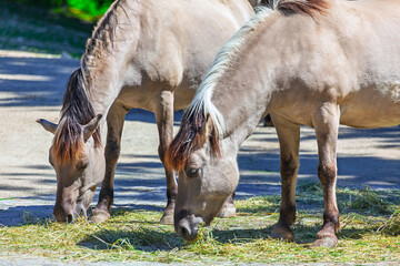 Two Konik wild horses graze side by side on dry hay, dun coats and dark manes catching dappled sunlight in outdoor enclosure. Horses grazing on scattered hay. Animals display calm, natural behavior © Leilani