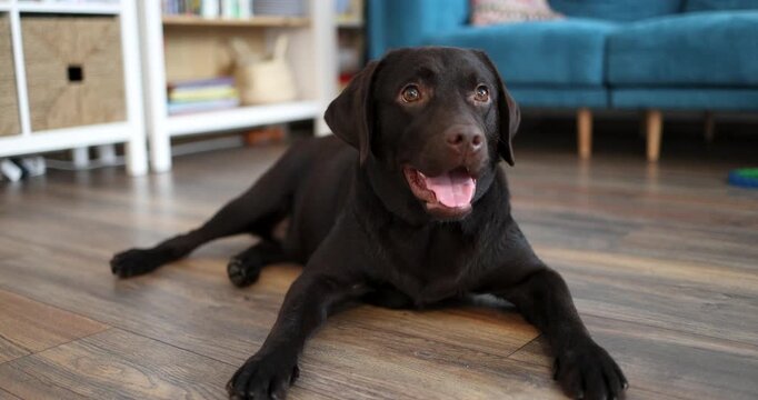 Happy Chocolate Labrador Retriever Lying on Wooden Floor in Cozy Living Room at Home
