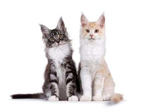 Duo handsome Maine Coon cat kittens, sitting side by side. Looking towards camera. Isolated on a white background.
