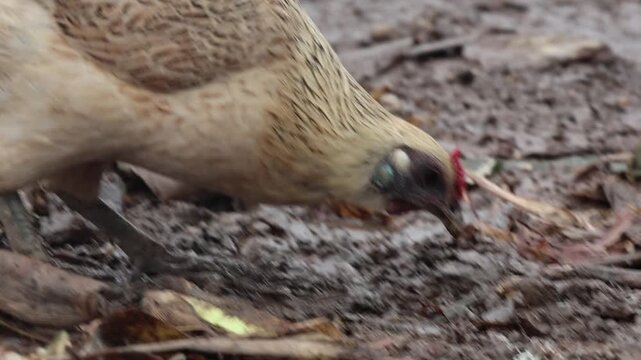 Free-Range Hen Foraging in Muddy Soil Close-Up. A close-up shot capturing a light-brown domestic hen aggressively scratching and pecking at muddy ground mixed with dry leaves to find food.