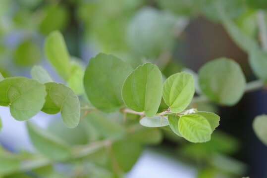 Bidara leaves are rich in bioactive compounds such as flavonoids and saponins. Their primary benefits include relieving insomnia, controlling blood sugar, lowering cholesterol, and