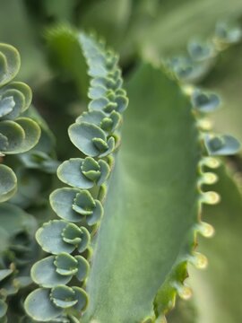 
Kalanchoe plantlets macro growth texture