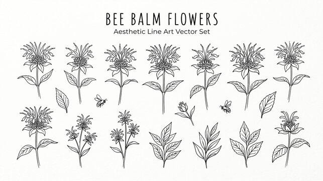 Hand drawn abstract minimal element, bee balm flowers vector set. Aesthetic contemporary line art.