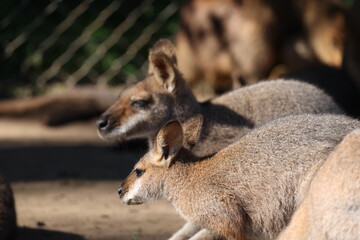 Two Wallabies Resting in Soft Sunlight at an Australian Wildlife Sanctuary © blueringmedia