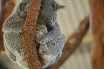 Sleeping Koala Curled Up on a Tree Branch © blueringmedia