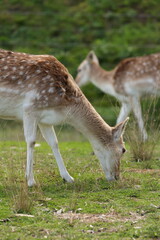 Fallow Deer Grazing in a Lush Green Meadow Field © blueringmedia