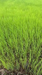 Obraz premium Green background, Green grass, Closeup green, Green leaf.