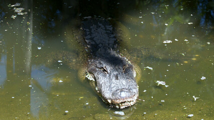 Fototapeta premium Saltwater Crocodile Floating in Murky Green Water Under Bright Sunlight