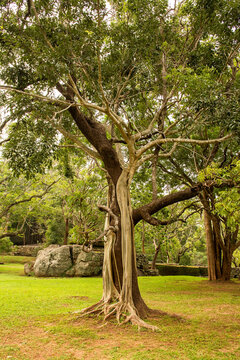 Ancient Strangler Fig Tree with Exposed Roots in a Tropical Green Landscape