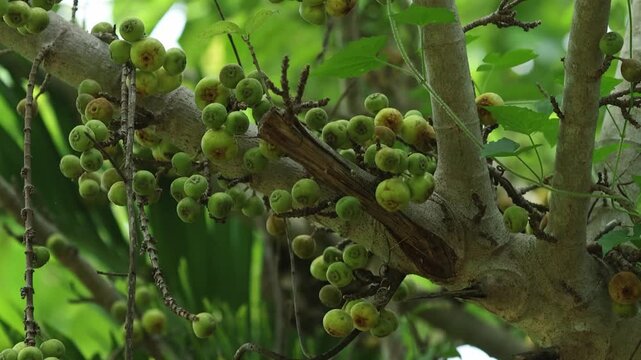 Wild figs growing on a tree
