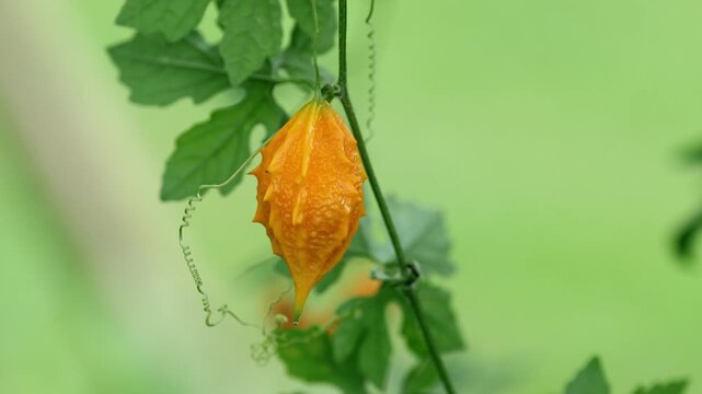 Ripe bitter melon on the vin