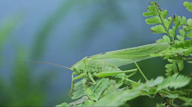 Large female vivid green bush-cricket (long-winged, form) resting on bright green fern leaves against soft, blurred blue background. Close-up of big vibrant grasshopper sit on leaf of Pteridophytes