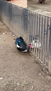 Muscovy Duck Walking by Fence in Farm Zoo Vertical View