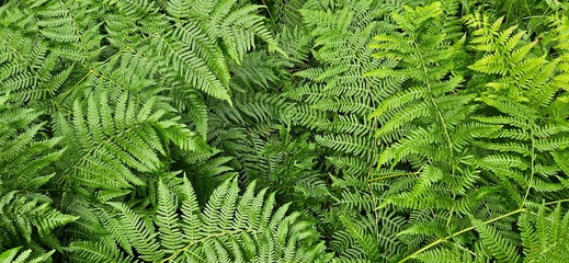 green fern background © Fildikó