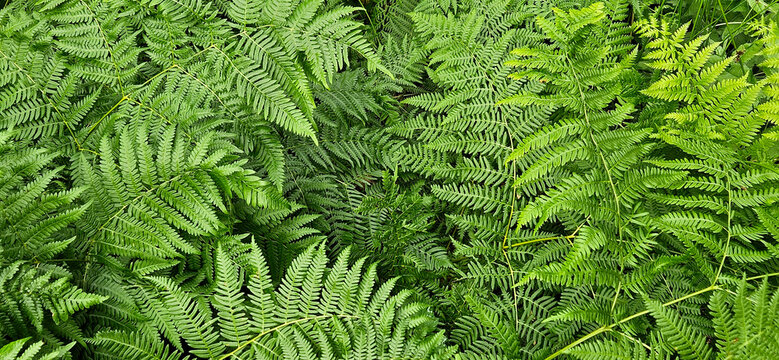 green fern background