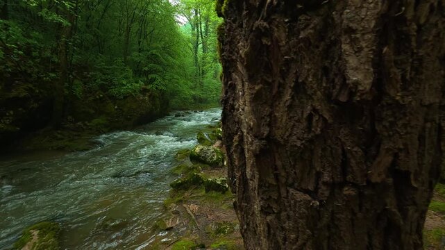 River rushes through mossy forest, alive with green. Sokobanja, Serbia.