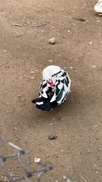 Top View of Muscovy Duck Sitting on Ground