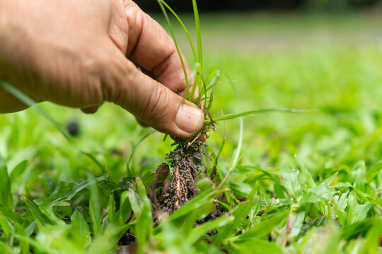 Close up a hand is pulling out nut grass weed in a lawn.