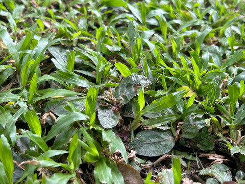 Redweed (Melochia corchorifolia L) is growing in lawn ,Thailand.