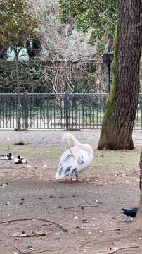 Great White Pelican Preening Feathers in City Park Enclosure