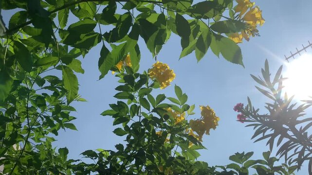 Yellow Flowers Swaying in the Wind Under Daytime Sky&mdash;Ideal for Nature and Botanical Footage