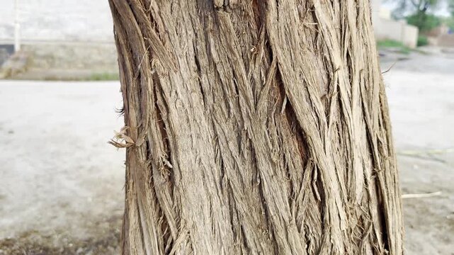 Close-up of a tree trunk bound with rope, suggesting a nature trail marking or a temporary support system in a forest