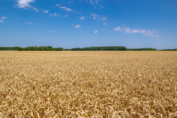 Fototapeta premium The golden yellow grain in the field with blue sky, Triticum aestivum common bread wheat, Ripe ears of green rye in the farm in summer, Agriculture industry in countryside in Zuid-Limburg, Netherlands
